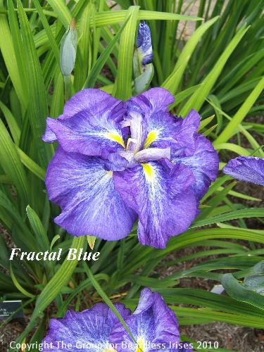 31 Fractal Blue (2)